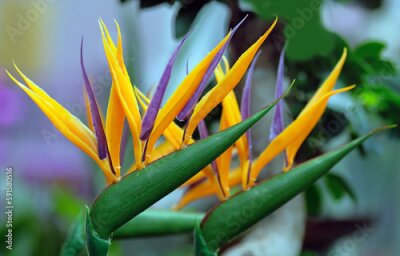 Papier peint  Strelitzia royal flower