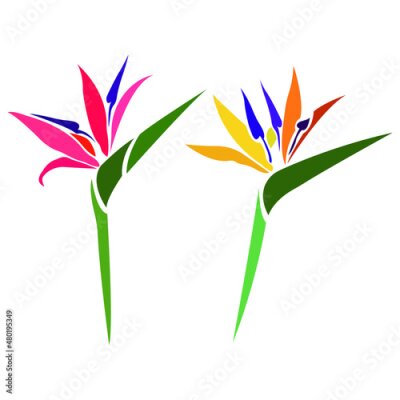 Papier peint  Strelitzia royal flower bright silhouette drawn with different lines in a flat style. Tropical paradise flower sketch for tattoo design, logo, website, print, sticker, banner. Isolated vector
