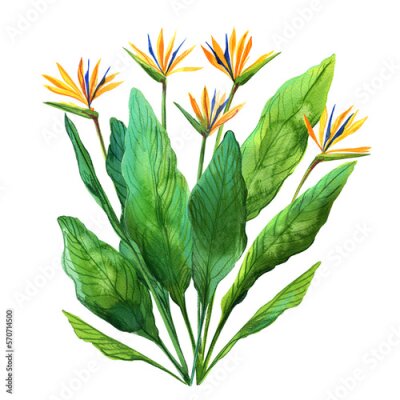 Papier peint  Strelitzia royal leaf. Tropical plants. Watercolor botany.
