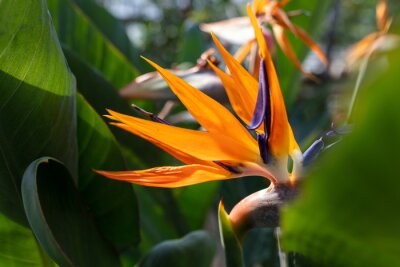 Papier peint  Strelitzia royal. Red flower in the arboretum