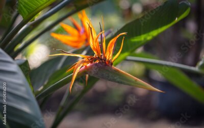 Papier peint  Strelitzia royal. Red flower in the arboretum
