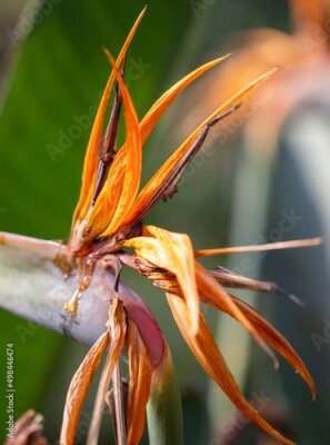 Papier peint  Strelitzia royal. Red flower in the arboretum