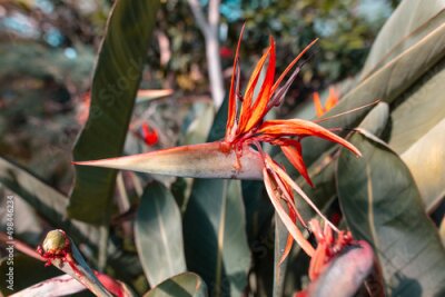 Papier peint  Strelitzia royal. Red flower in the arboretum