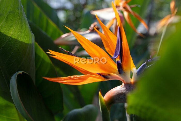 Papier peint  Strelitzia royal. Red flower in the arboretum