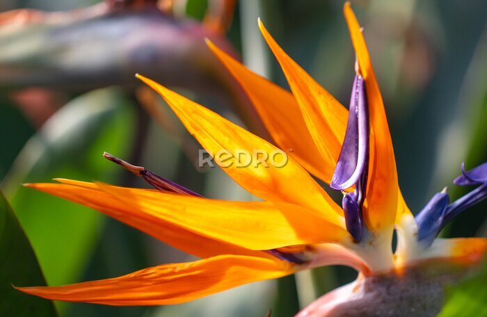 Papier peint  Strelitzia royal. Red flower in the arboretum