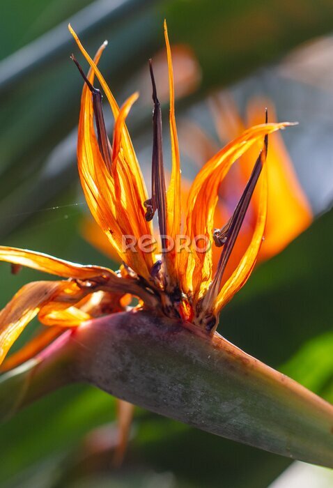 Papier peint  Strelitzia royal. Red flower in the arboretum