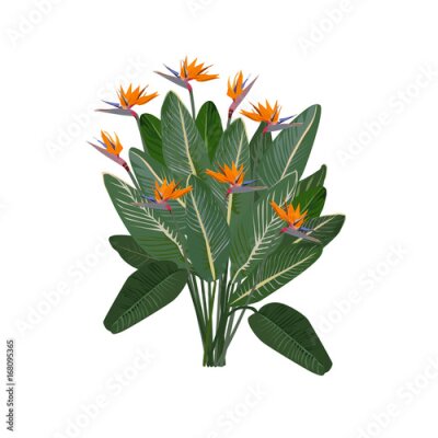 Papier peint  Strelitzia royale avec de grandes fleurs