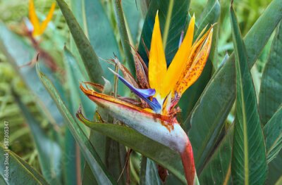 Papier peint  Strelitzia royale, beautiful flower