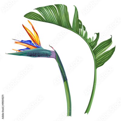 Papier peint  Strelitzia royale. Fleur et feuille tropicales.