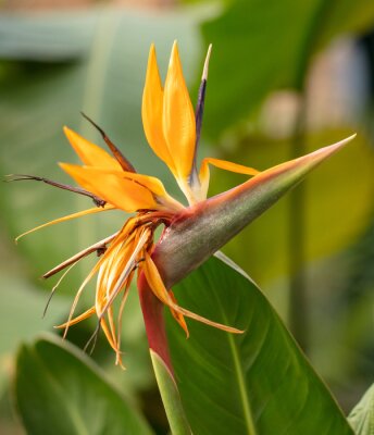 Papier peint  Strelitzia royale in the park.