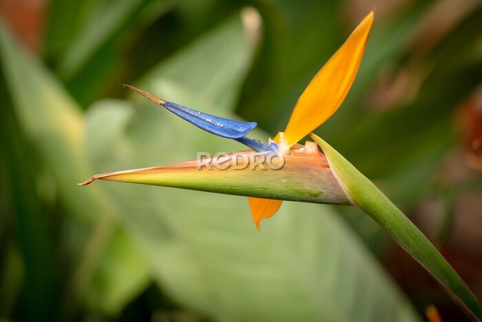 Papier peint  Strelitzia royale in the park.