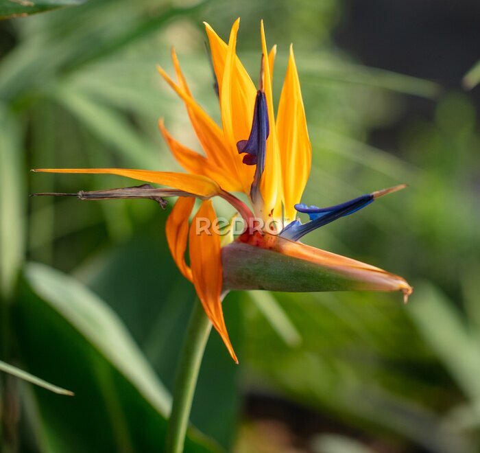 Papier peint  Strelitzia royale in the park.