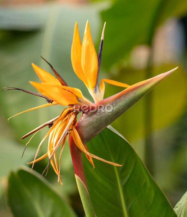 Papier peint  Strelitzia royale in the park.