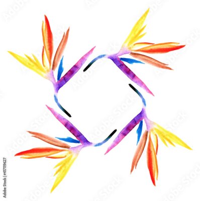 Papier peint  Strelitzia's watercolour drawing makes up a square frame with a blank space inside for text. an isolated template of a tropical Strelitzia flower painted with bright colors of yellow blue purple red s