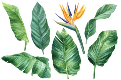 Papier peint  Strelitzia, set of tropical flowers and leaves, flower of paradise, white background, watercolor botanical painting