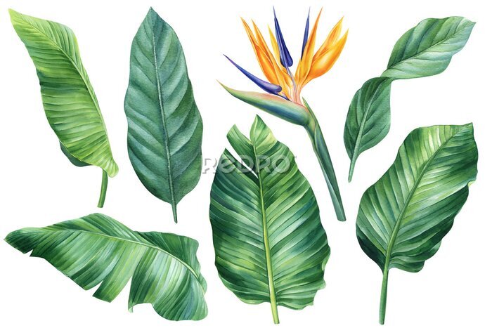 Papier peint  Strelitzia, set of tropical flowers and leaves, flower of paradise, white background, watercolor botanical painting