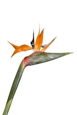 Papier peint  Strelitzia simple