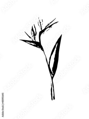 Papier peint  Strelitzia sketch in vector. Black illustration of strelitzia flower isolated on white background. Bird of paradise, crane lily.