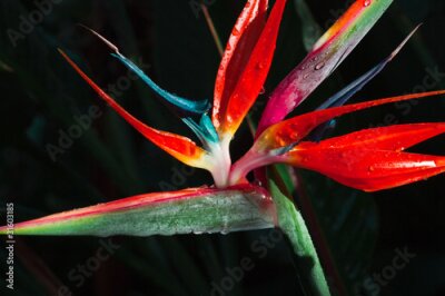 Papier peint  strelitzia, Strelitzia, oiseau du paradis