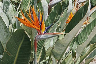 Papier peint  strelitzia, Strelitzia reginae
