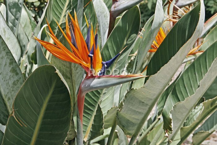 Papier peint  strelitzia, Strelitzia reginae