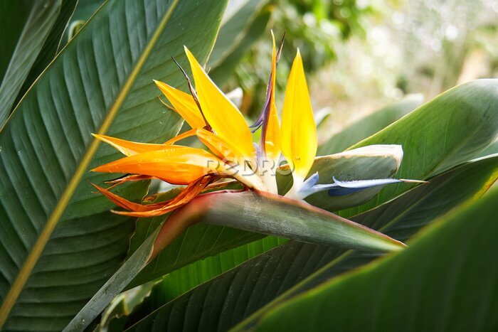 Papier peint  Strelitzia (Strelitzia reginae) également connue sous le nom de fleur de grue et oiseau de paradis