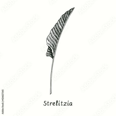 Papier peint  Strelitzia (Strelitzia reginae) leaf side view. Ink black and white doodle drawing in woodcut style.