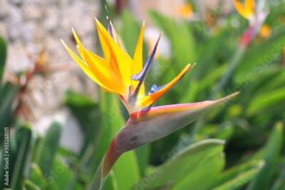 Papier peint  Strelitzia (Strelitzia reginae) or Bird of Paradise Flower in a park