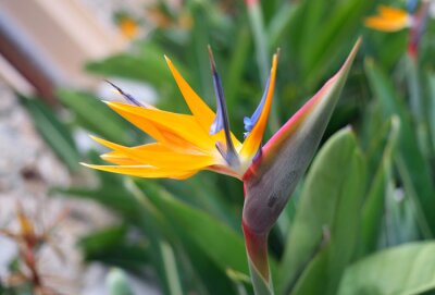 Papier peint  Strelitzia (Strelitzia reginae) or Bird of Paradise Flower in a park