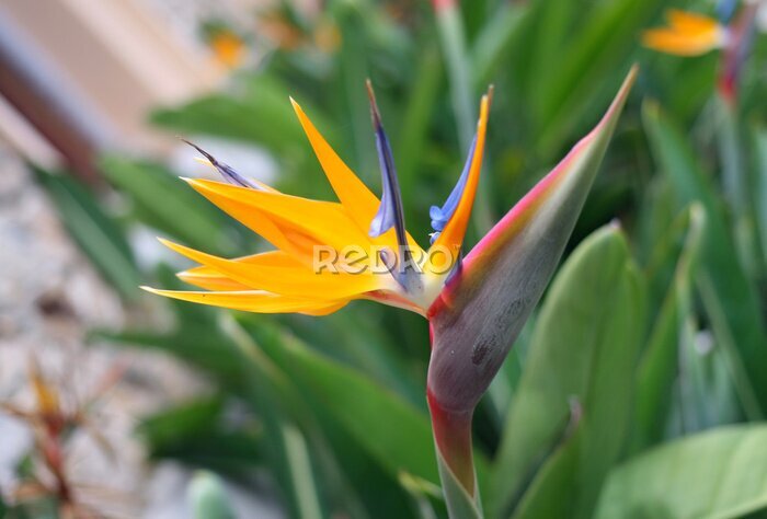 Papier peint  Strelitzia (Strelitzia reginae) or Bird of Paradise Flower in a park