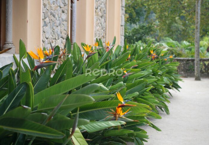 Papier peint  Strelitzia (Strelitzia reginae) or Bird of Paradise Flower in a park