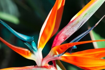 Papier peint  Strelitzia, Strelitzia, Strélitzias, oiseau du paradis