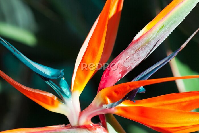 Papier peint  Strelitzia, Strelitzia, Strélitzias, oiseau du paradis