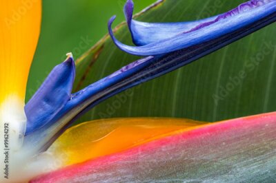 Papier peint  Strelitzia. (Strelitziaceae)