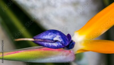 Papier peint  Strelitzia. (Strelitziaceae)