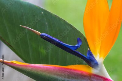 Papier peint  Strelitzia. (Strelitziaceae)