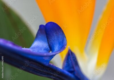 Papier peint  Strelitzia. (Strelitziaceae)