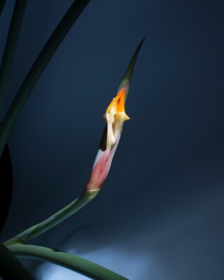 Papier peint  Strelitzia Strelitzie