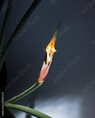 Papier peint  Strelitzia Strelitzie