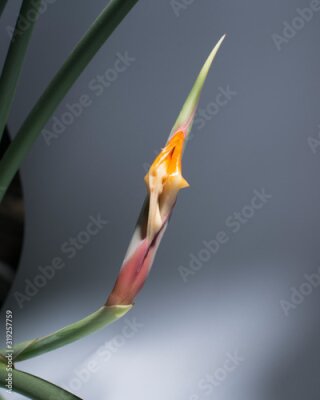 Papier peint  Strelitzia Strelitzie