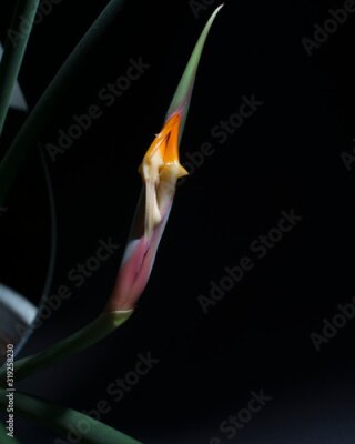 Papier peint  Strelitzia Strelitzie