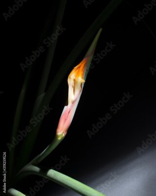 Papier peint  Strelitzia Strelitzie