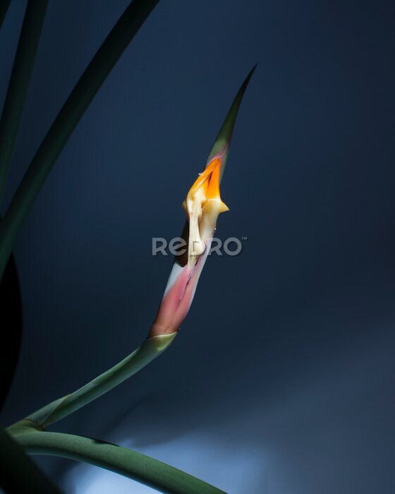 Papier peint  Strelitzia Strelitzie