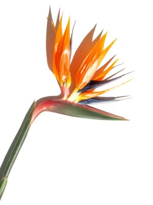 Papier peint  strelitzia sur blanc aime