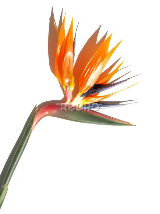 Papier peint  strelitzia sur blanc aime