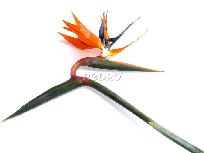 Papier peint  strelitzia sur blanc aime