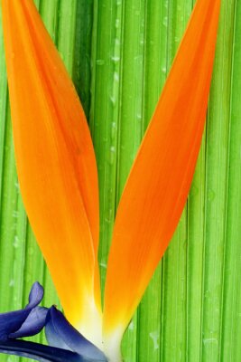 Papier peint  strelitzia sur feuille palmier