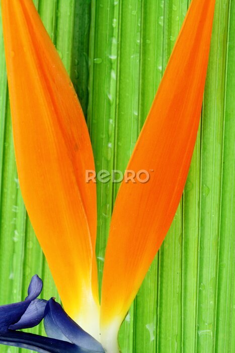 Papier peint  strelitzia sur feuille palmier