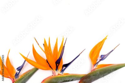 Papier peint  Strelitzia sur fond blanc