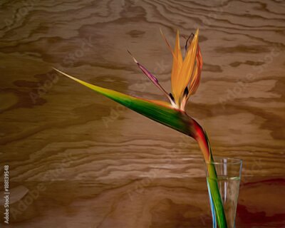 Papier peint  Strelitzia sur fond en bois
